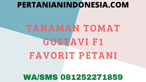 10 Alasan Tanaman Tomat Gustavi F1 Panah Merah Favorit Petani